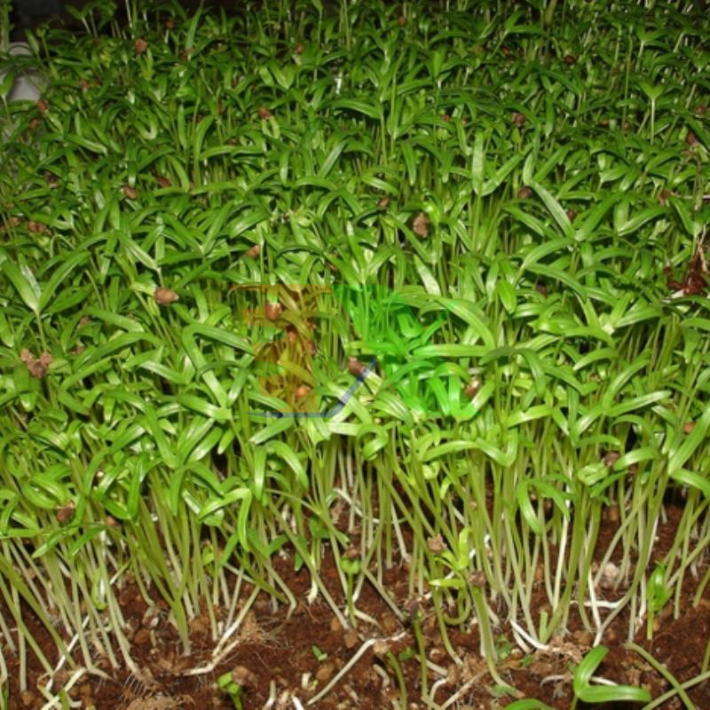 Hạt rau mầm rau muống Thái Lan siêu giòn ngọt