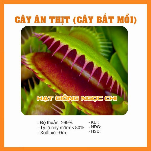 Hạt Giống Cây Bẫy Kẹp, Cây Bắt Mồi, Cây Ăn Thịt - 15 Hạt