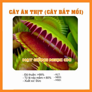 Mua Hạt Giống Cây Bẫy Kẹp  Cây Bắt Mồi  Cây Ăn Thịt - 15 Hạt