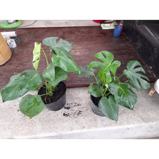 Trầu bà lá xẻ