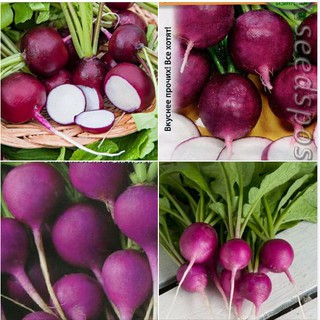 Hạt giống Củ cải tròn tím tí hon 45 ngày thu hoạch -1 gói 5gr