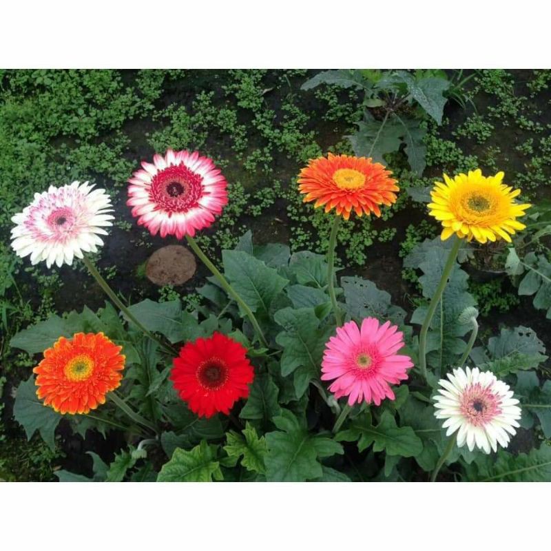 combo 10 cây hoa đồng tiền