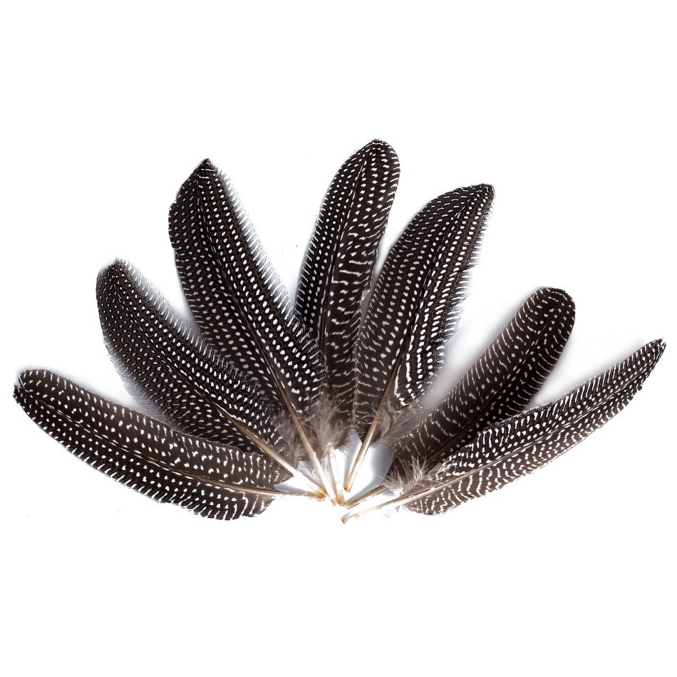 Bộ 10 Lông Vũ Tự Nhiên 15-20cm Dùng Làm Đồ Trang Sức