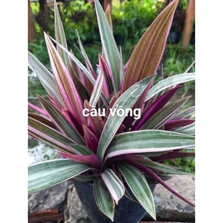 Cây bảy sắc cầu vòng
