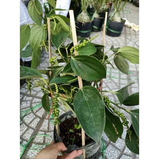 Cây 🌲 Tiêu xanh  Bình Thuận... đang trái