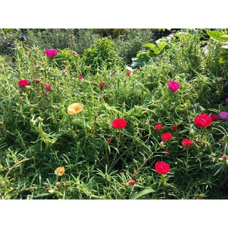 Chậu cây giống hoa Mười Giờ (10h) Thái kép mix đủ 10 màu trồng ổn định