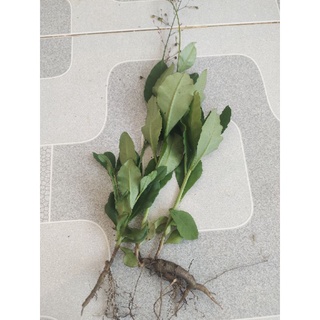 Hạt Giống Sâm Đất Dễ Trồng Lấy Rau và củ