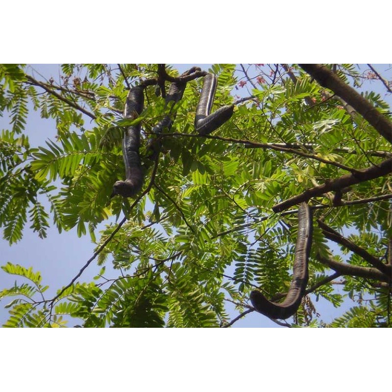 Cây Ô Môi miền tây siêu trái