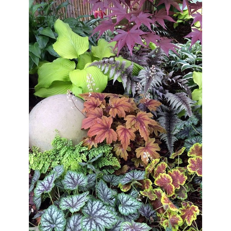 Chậu cứng Com.bo kiểng lá cho bạn