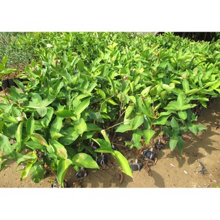 Cây  giống roi đỏ Thái