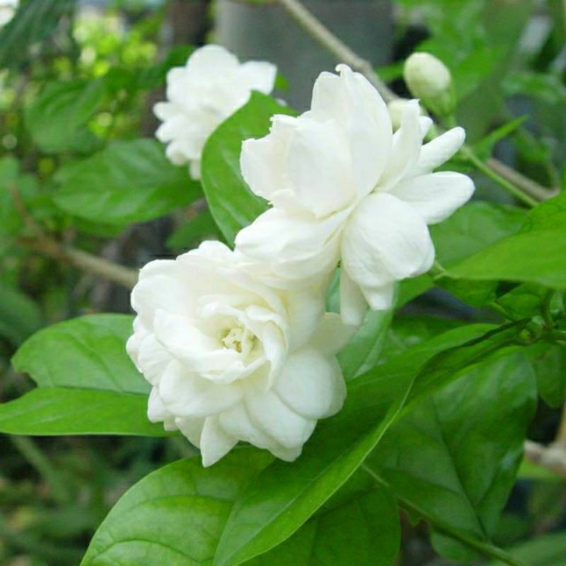 Cây lài trà/cây nhài hoa rất thơm