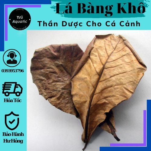 2 Lá bàng khô rụng tự nhiên thần dược dành cho cá cảnh