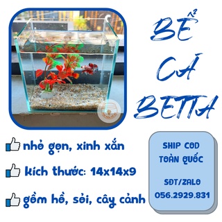 Bể cá mini BETTA nhỏ xinh kèm phụ kiện