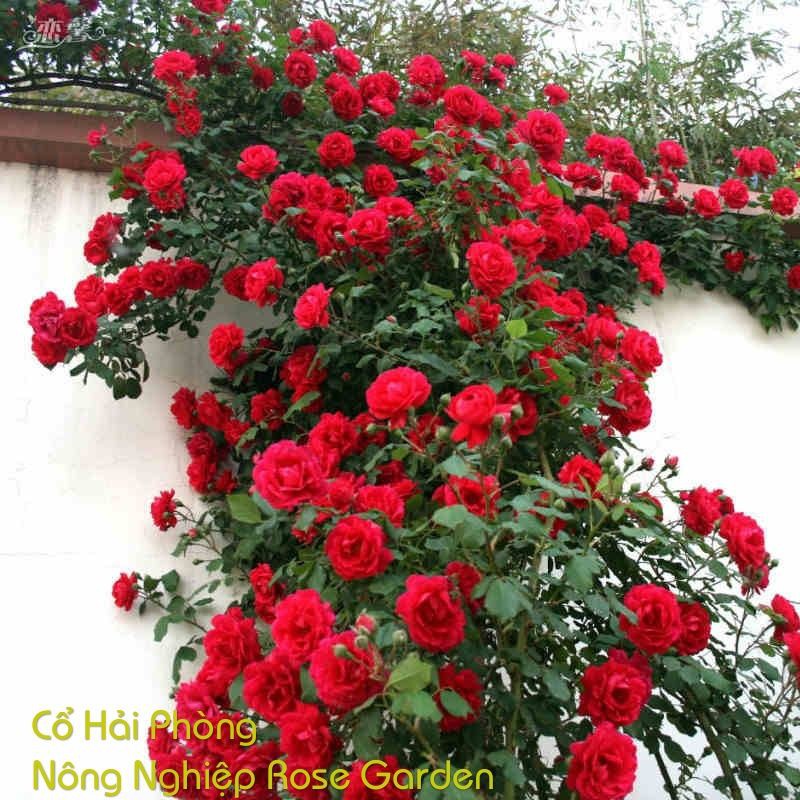 Bầu hoa hồng leo Cổ Hải Phòng