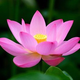 [bachhoamini95] Hạt Sen Hồng Đồng Tháp Mười