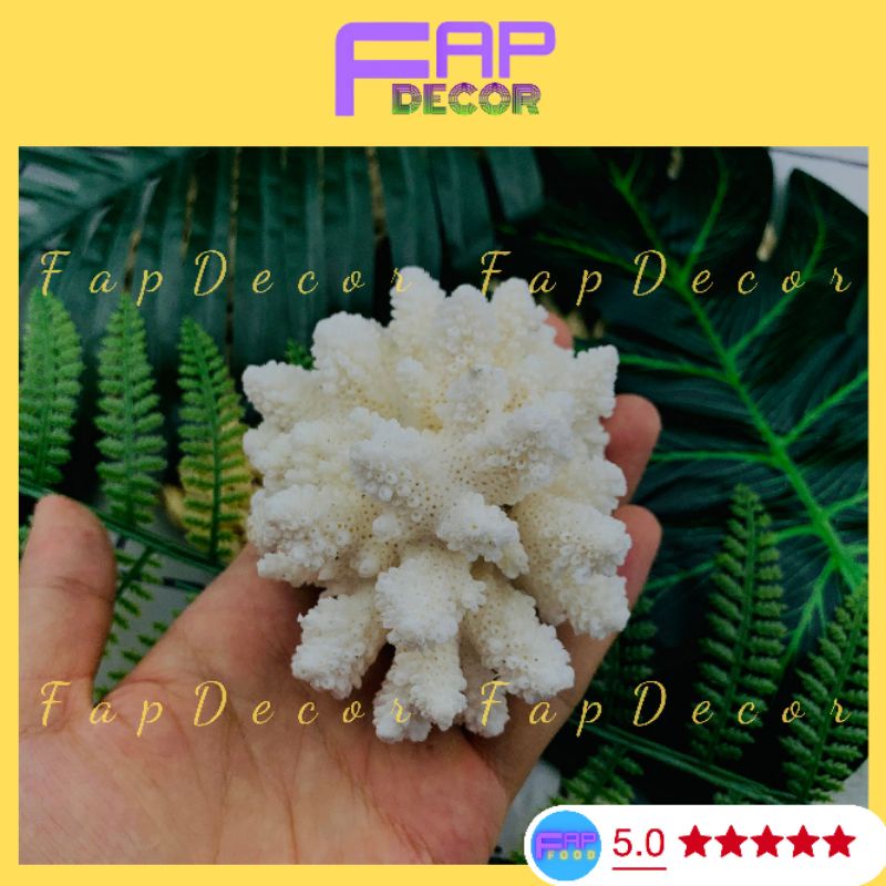 Bộng Rạn San Hô Mini Nhánh Lùn Dể Thương Trang Trí Hồ Thủy Sinh, Decor Phòng Để Bàn Làm Việc - FapFood