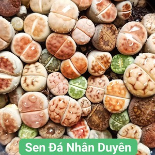Lithops - thạch lan - sen mông mini siêu xinh (size từ 0.5 -2cm)