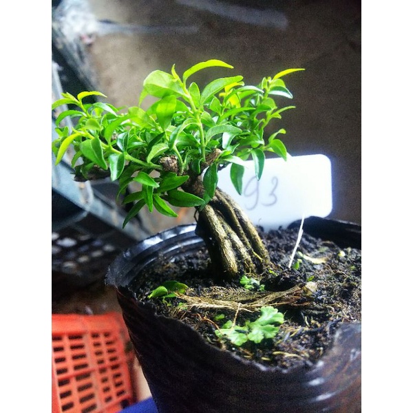 Mai chiếu thủy bonsai mini Tặng phân tan chậm.