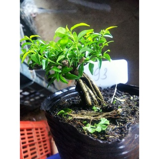 Chậu mềm Mai chiếu thủy bonsai mini Tặng phân tan chậm.