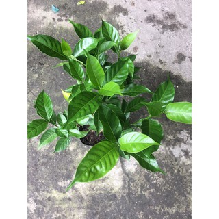 [Hỏa tốc 3H] Cây lài tây (cây ngọc bút, lài trâu, cây bánh hỏi) - cây trang trí sân vườn