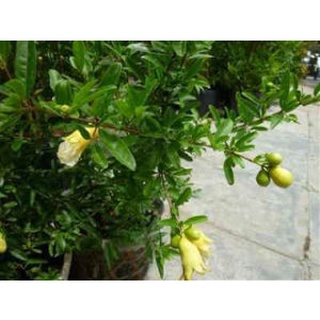 Cây giống lựu bạch mini .
