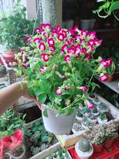 Chậu Hoa Ban Sê Hồng Đậm