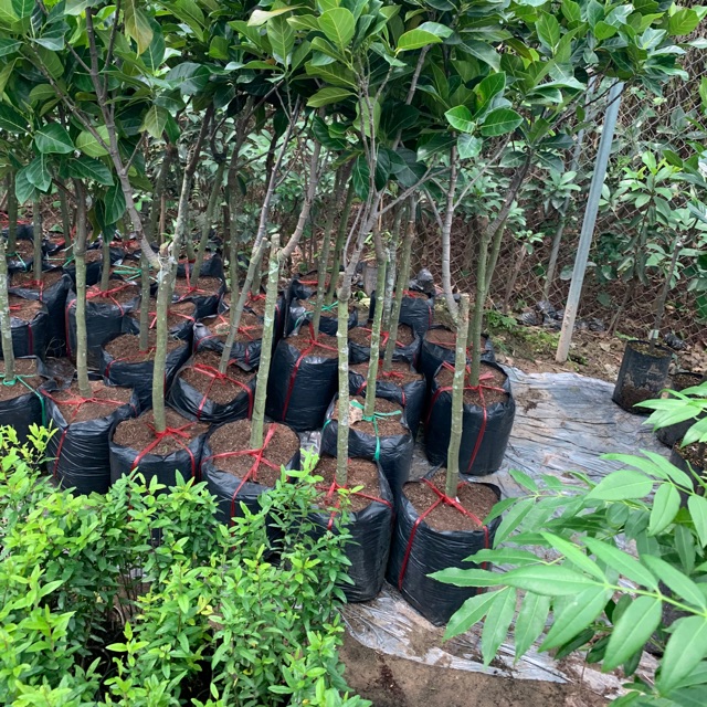 Cây mít ruột đỏ