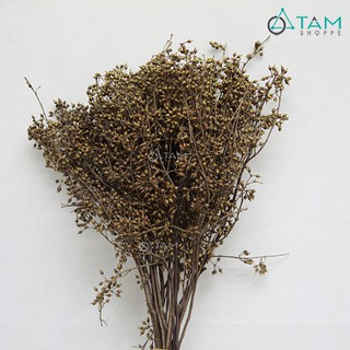 Bó 7-10 cành trái tràm khô nhí trang trí F-HKHO-11 TAN