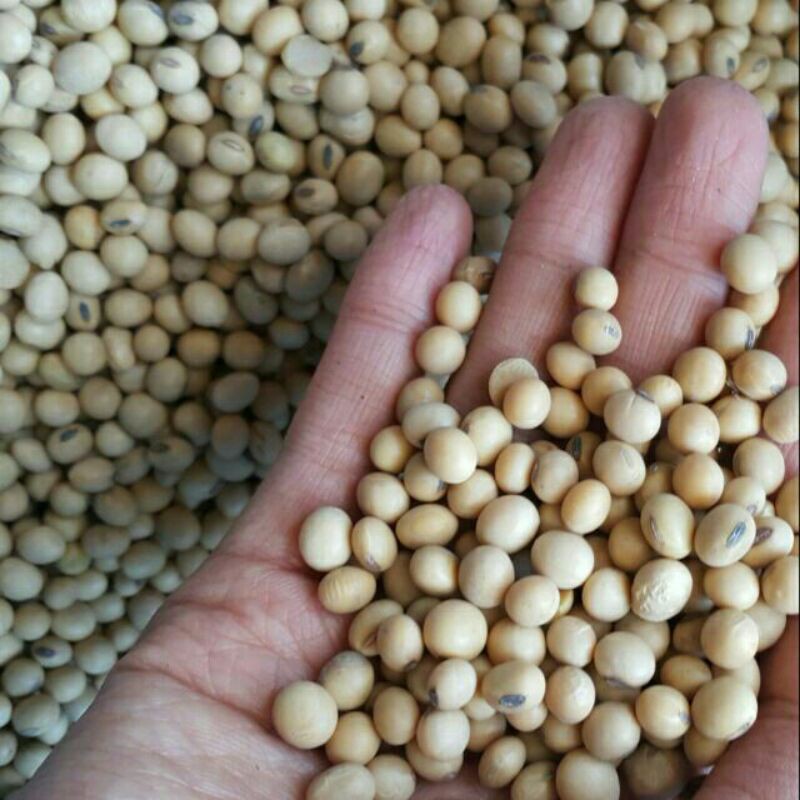 Sỉ lẻ đỗ tương 500g - 1kg