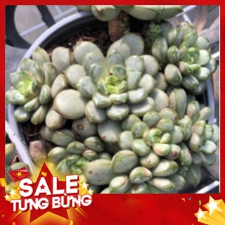 Sen đá hột nút bụi lớn🍏 |freeship| 🔥 xứ nóng, đã thuần khí hậu, khoẻ đẹp 🍏 lỗi 1 đổi 1