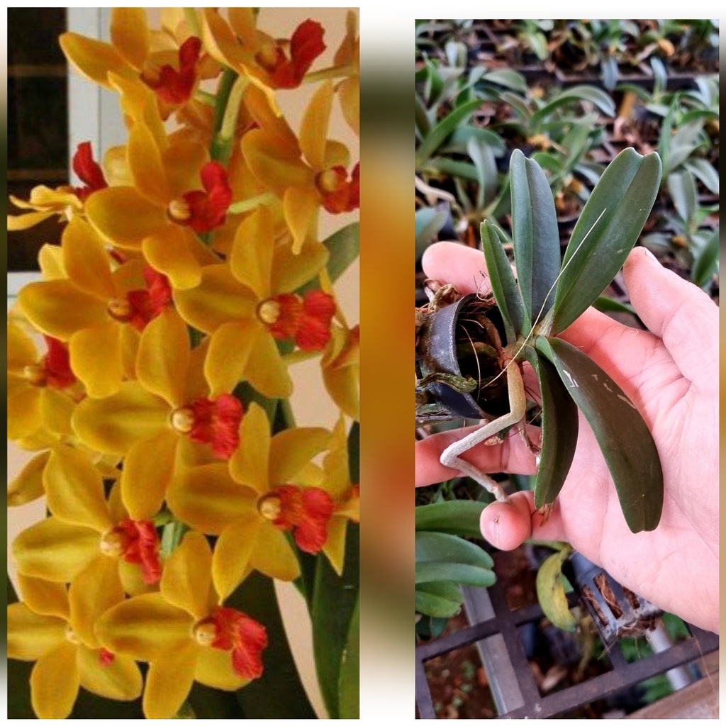 [Chính hãng] ngọc điểm(đai trâu, nghinh xuân) màu vàng lưỡi đỏ độc lạ hàng cây giống 9 tháng tuổi