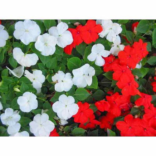 Trừ Ốc SAPONIN 15 THÁI LAN Chiết Xuất Từ Thảo Mộc hũ 500gRAM DIỆT ỐC TẬN GỐC cả trong giá thể