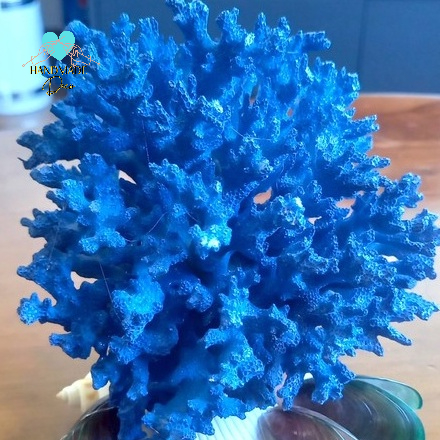 San Hô tự nhiên cho bể cá, bể thủy sinh trang trí tiểu cảnh không gian biển