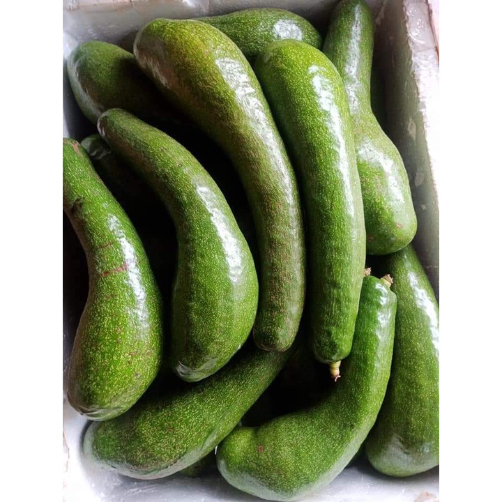 Bơ núi nưa( 2,3 trái ) -chín xanh sáp béo, cơm vàng ngon-1kg