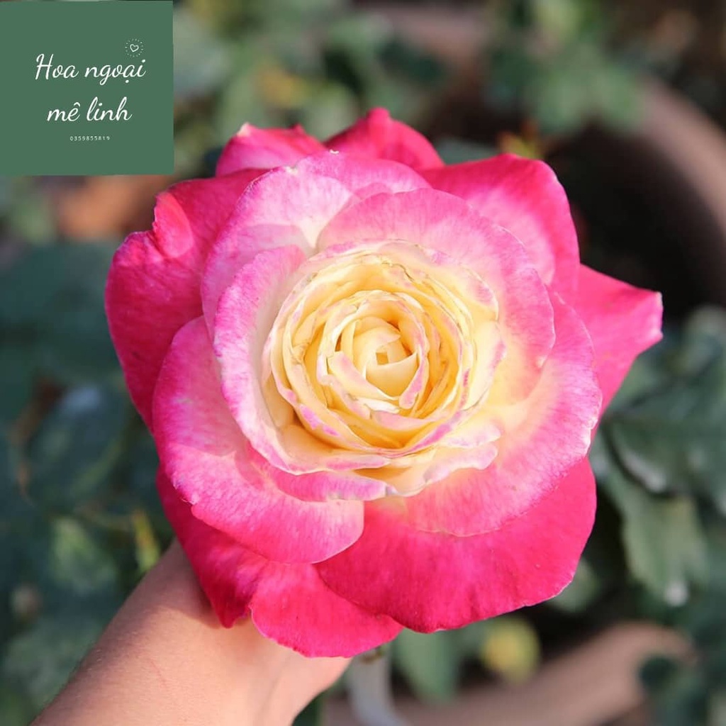 Hoa Hồng Bụi Double Delight, Hoa thơm màu Hồng Song Hỷ cuốn hút -HoaNgoaiMeLinh