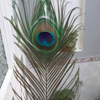 20 sợi   LÔNG CÔNG TỰ NHIÊN 100% l2 tặng 1