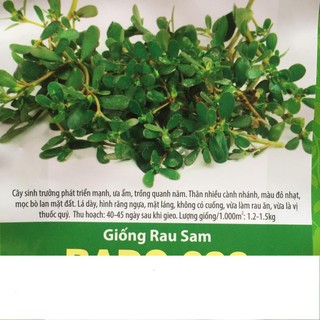 Hạt giống rau sam 1gr