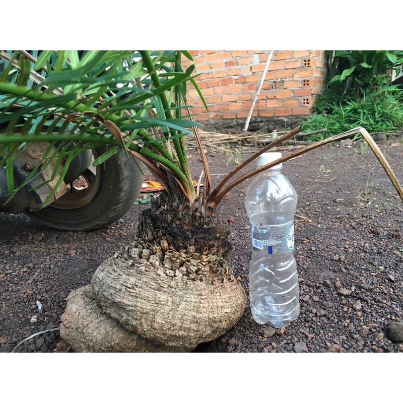 Cây thiên tuế giá rẻ