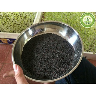 hạt giống rau mầm cải ngọt 20gr