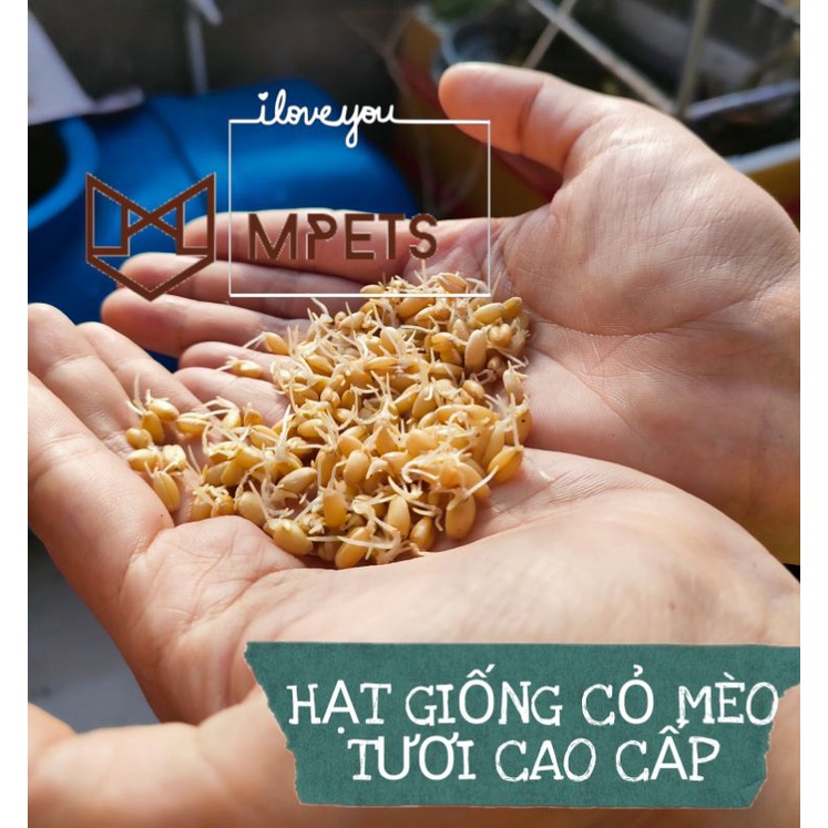Cỏ Mèo Tươi Trồng Sẵn  - Mpets