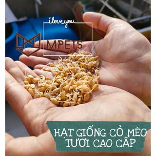 Hạt Giống Cỏ Lúa Mì (Mầm Lúa Mạch) • Cỏ Mèo Cao Cấp 80gr | mPETS