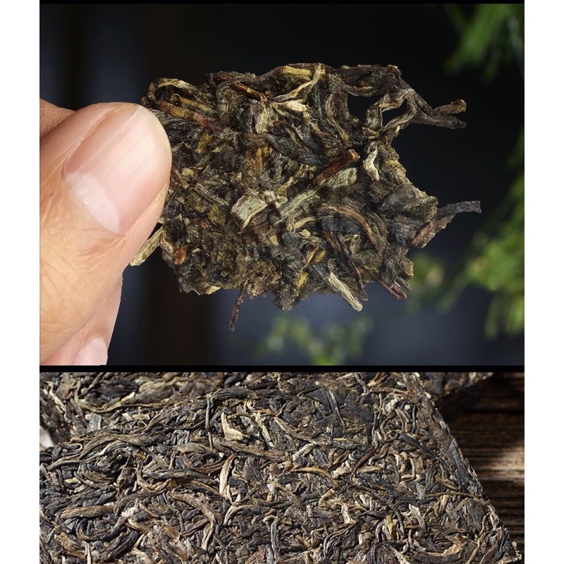 Trà Phổ Nhĩ Băng Đảo Sống Vân Nam