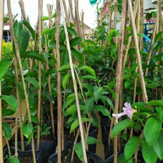 Cây lan tỏi cây nhỏ