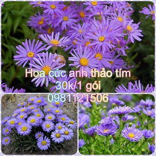 Hạt giống hoa cúc anh thảo tím. Combo 2 gói tặng 2 viên nén ươm hạt và kích mầm.