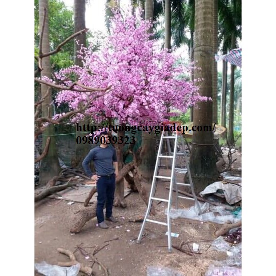 Cây hoa anh đào thi công đẹp cho phòng khách