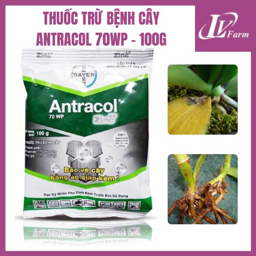 Thuốc Trừ Bệnh ANTRACOL 70WP -100g - Bổ Sung Kẽm, Bảo Vệ Cây Trồng, Hoa Lan