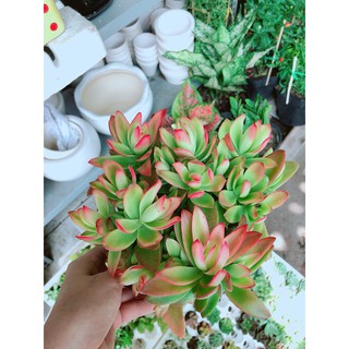 Bụi tứ phương lớn