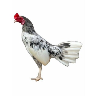 Gà thú bông 3d tập lực cho gà đá-ảnh thật