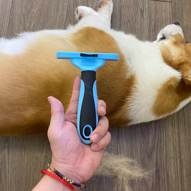 Lược chải lông chó corgi mượt, bám nhiều lông, êm ái cho bé