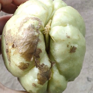 2 củ su su giống